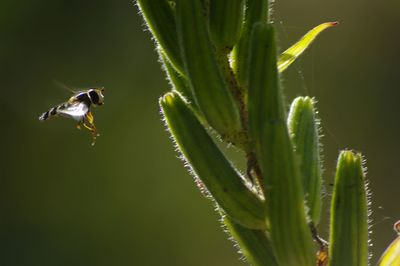 Close-up of grass