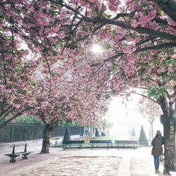 View of cherry tree in city