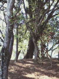 Trees on field in forest