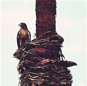 Low angle view of birds perching on tree