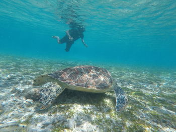 UnderSea Scuba