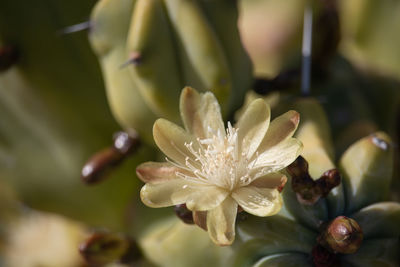 Close-up of flowering plant