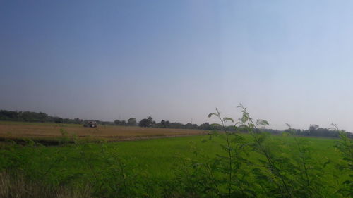 Scenic view of agricultural field against sky