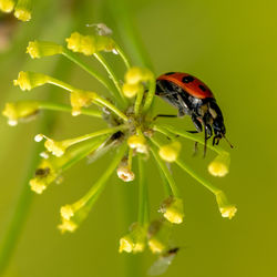 Close-up of ladybug on flower