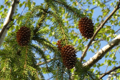 Low angle view of pine cones on tree