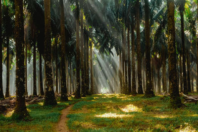 Ray of light in a palm oil plantation