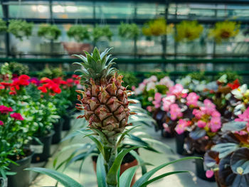 Pineapple in a flower pot growing exotic plants close up