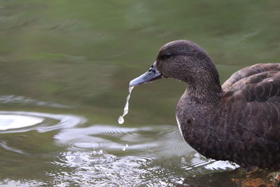 Duck swimming in lake