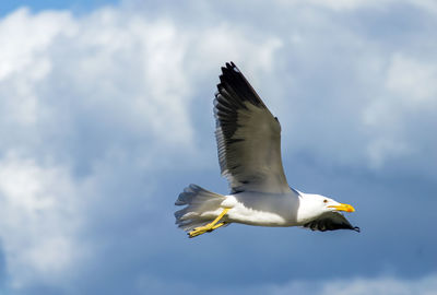 Low angle view of seagull flying