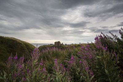 Purple flowers growing on field against sky