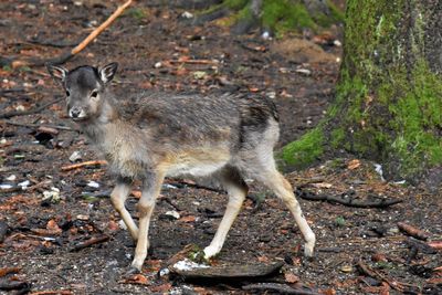Side view of deer standing on land