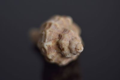 Close-up of seashell against black background