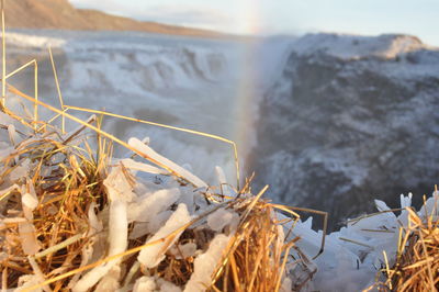 Close-up of dry plants by river during winter