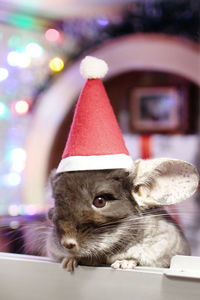 Chinchilla with santa claus red hat on a background of christmas decorations and christmas lights.