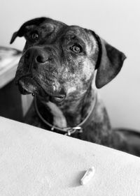 Close-up portrait of a dog looking away