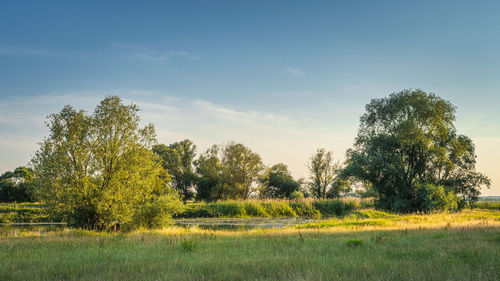 Trees on field against sky