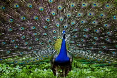 Close-up of peacock