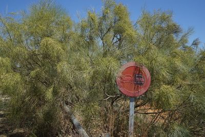 Close-up of red tree