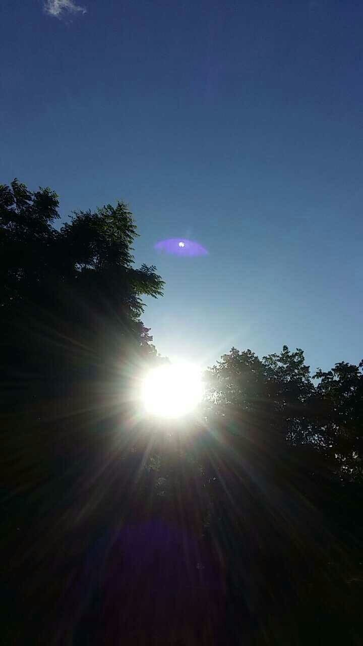 sun, tree, sunbeam, lens flare, sunlight, silhouette, tranquility, beauty in nature, low angle view, tranquil scene, clear sky, sky, blue, nature, scenics, bright, growth, sunny, copy space, idyllic