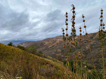 Plants on field against sky