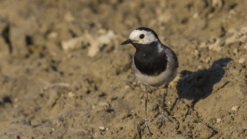 Close-up of bird on sand