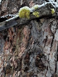 Full frame shot of tree trunk