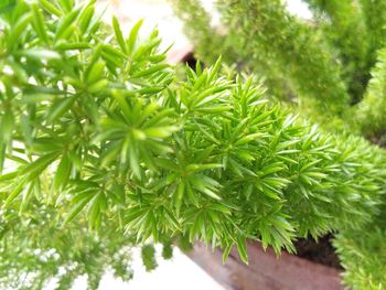 Close-up of green leaves