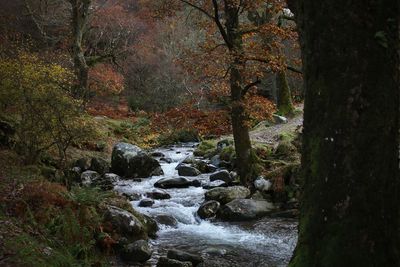 Stream flowing through rocks in forest during autumn