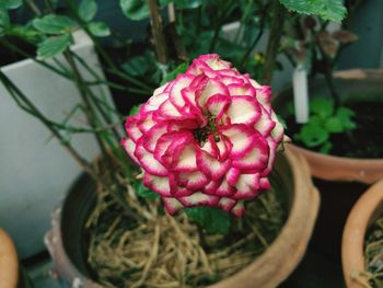 Close-up of pink flowers blooming outdoors