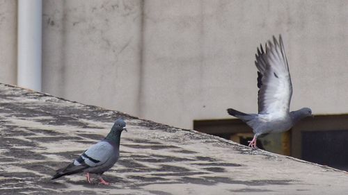 Pigeons on wall by building