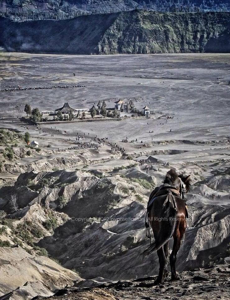 animal themes, domestic animals, mammal, horse, livestock, landscape, working animal, one animal, nature, standing, full length, mountain, herbivorous, tranquil scene, two animals, tranquility, beauty in nature, day, non-urban scene, walking