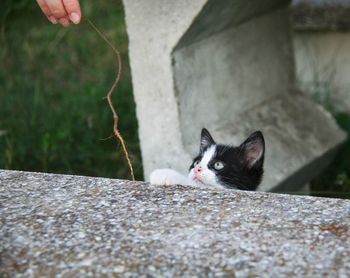 Cat on hand