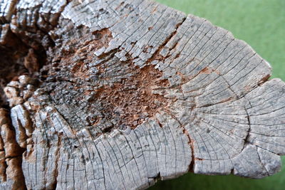 Close-up of tree stump in forest