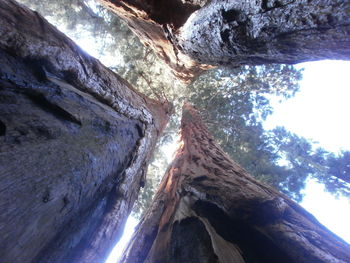 Low angle view of tree against sky