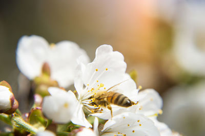 Close-up of white cherry blossom