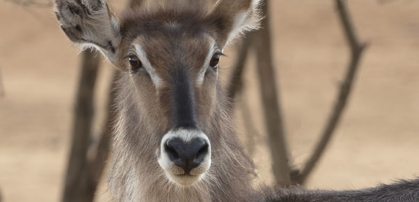 A waterbuck in the mahango park of namibia