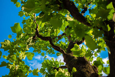 Low angle view of tree against sky