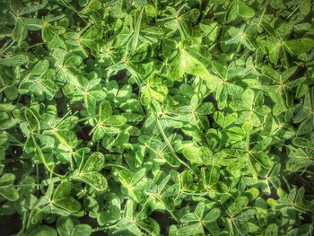 Full frame of leaves