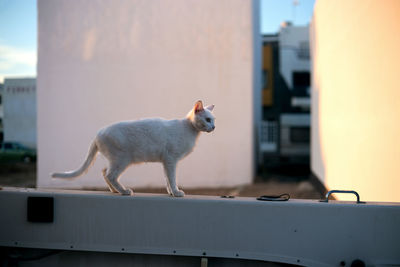 Cat standing outdoors