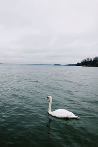 Swan floating on sea against sky