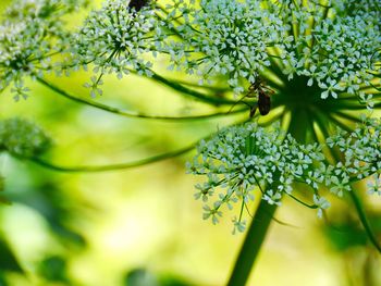 Close-up of flower tree