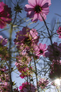 Low angle view of pink flowering plants against sky