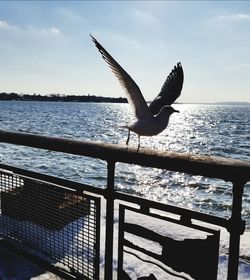 Bird flying over sea against sky