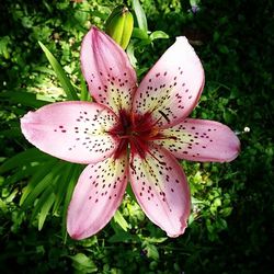 Close-up of pink flower