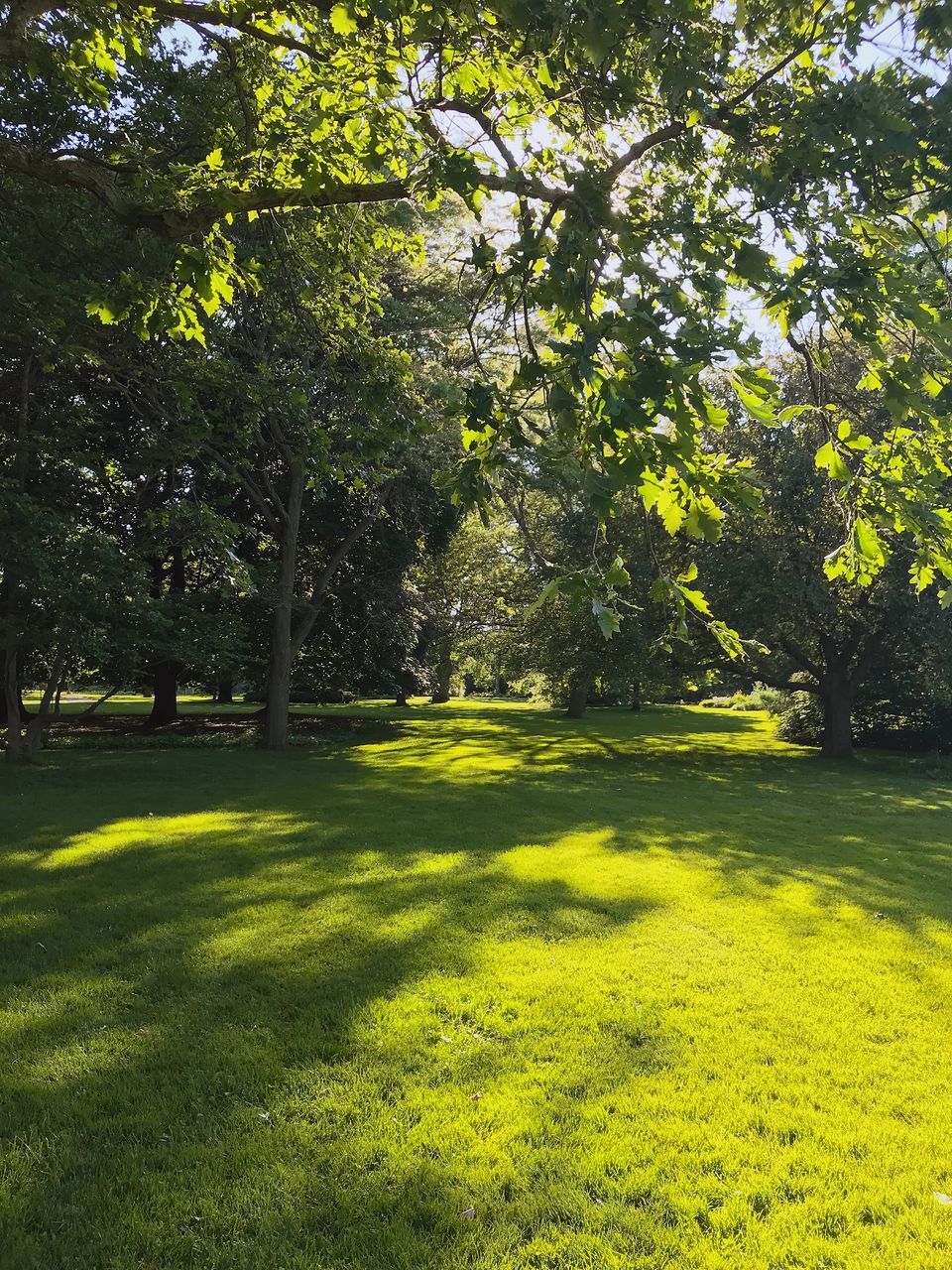 PARK IN SUNLIGHT