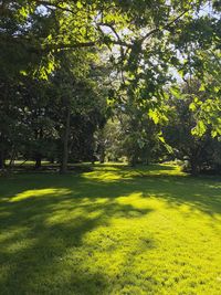 Trees in park