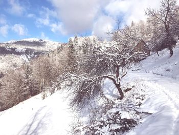 Snow covered plants against sky