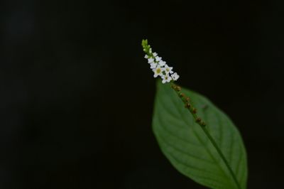 Close-up of flower over black background