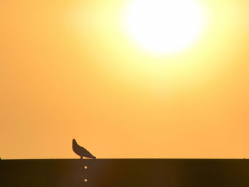 Silhouette bird perching on orange sun