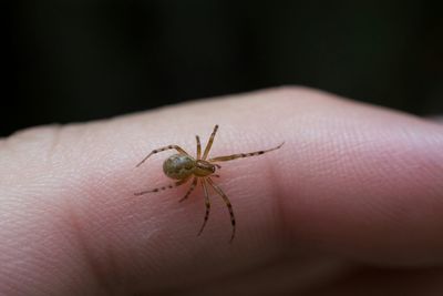 Close-up of tiny spider on cropped finger of person